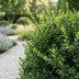 Green boutiQ - 24x Buxus sempervirens - Palmenbäumchen - Heckenpflanzen - Immergrün - Grün - Topf 9cm - Höhe 20-25cm Bild 12