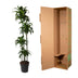 Dracaena Dorado - Zierpflanze 170 cm, ø27 cm Topf Bild 4