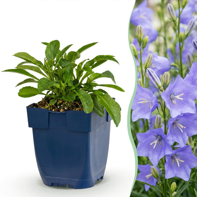 Green boutiQ - Perennial - Campanula persicifolia - Peach Leaf Bellflower - Bee and Butterfly Attractors - Blue - 6 Plants - Pot 11cm - Height 15-25cm