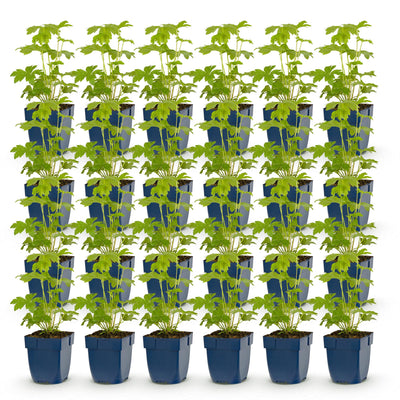 Green boutiQ - Perennial - Delphinium Tricolour - Larkspur - Bee and butterfly attractors - Purple - Pink - White - 24 Plants - Pot 11cm - Height 15-25cm
