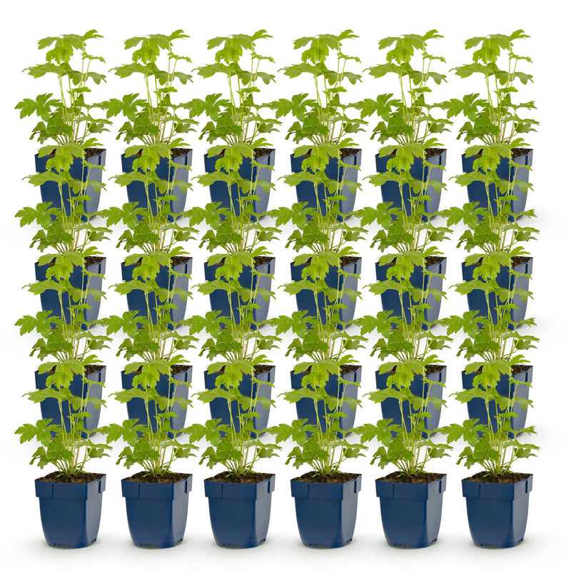 Green boutiQ - Perennial - Delphinium Tricolour - Larkspur - Bee and butterfly attractors - Purple - Pink - White - 24 Plants - Pot 11cm - Height 15-25cm