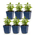 Green boutiQ - Perennial - Nepeta Tricolour - Catnip - Bee and butterfly attractors - Purple - Pink - White - 6 Plants - Pot 11cm - Height 15-25cm Bild 8