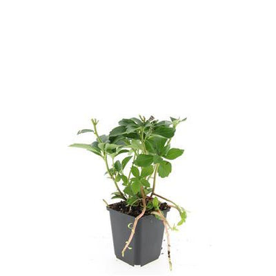 24x Immergrüne Bodendecker Pachysandra terminalis (10-25cm)