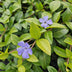 60x Vinca minor 'La Grave' groundcover, 10-25cm height Bild 5