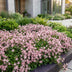 Green boutiQ - Perennial - Campanula posch. Lisduggan Variety - Delphinium - Ground Cover - White - 12 Plants - Pot 11cm - Height 15-25cm Bild 6