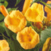 Green boutiQ Trumpet Vine 'Flava' - Yellow Flowers, Easy to Care For, 2 Plants Bild 6