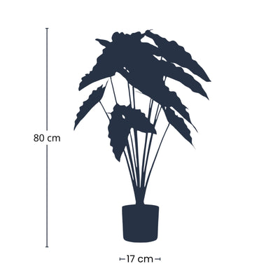 Künstliche Alocasia Pflanze, 80cm - Tropisches Flair ohne Pflege