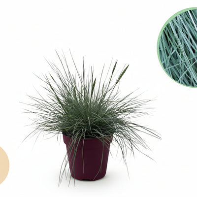 GreenboutiQ Ziergras Festuca glauca Intense Blue, 2 Pflanzen