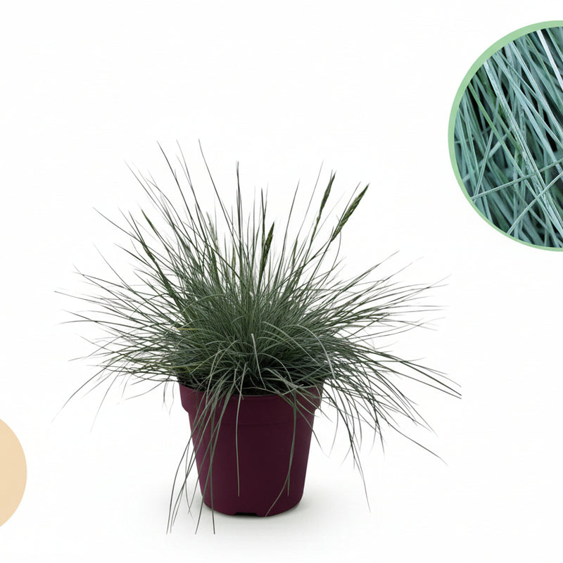 GreenboutiQ Ziergras Festuca glauca Intense Blue, 2 Pflanzen