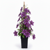 Clematis Jackmanii Ø15cm ↕65cm - Tiefviolett, winterhart Bild 3