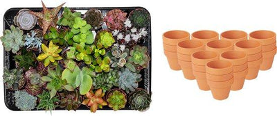 Mini Sukkulenten Mix: 30er Set im Terrakotta-Topf (8,1 cm)