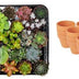 Mini Sukkulenten Mix: 30er Set im Terrakotta-Topf (8,1 cm) Bild 1