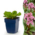 Green boutiQ - Stauden - Bergenia cordifolia - Herzblatt - Schatten - Rosa - 24 Pflanzen - Topf 11cm - Höhe 15-25cm Bild 1