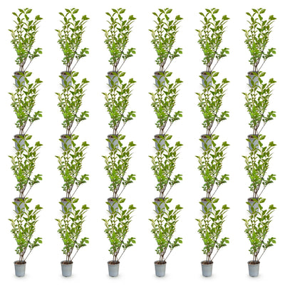 Green boutiQ - 24x Ligustrum ovalifolium - Gewöhnlicher Liguster - Heckenpflanzen - Immergrün - Grün - Topf 9cm - Höhe 35-45cm