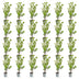 Green boutiQ - 24x Ligustrum ovalifolium - Gewöhnlicher Liguster - Heckenpflanzen - Immergrün - Grün - Topf 9cm - Höhe 35-45cm Bild 2