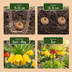 12x Kaiserkrone Mix 'Fritillaria Imperialis' - Frühjahrsblüher Zwiebeln Bild 4