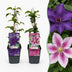 12x Clematis Duo Purple & Pink - Waldrebe Duo Purple & Pink - Lila - Rosa - Weiß - Kletterpflanze - Ø9cm - ↕35cm Bild 1