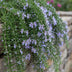 GreenboutiQ Rosmarinus officinalis Prostratus Standard, 90cm, Purple Blossom, Winter Hardy Bild 5