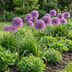 5x Allium Gladiator Zierlauch - Lila Sommerblüher - Zwiebelgröße 16/18 Bild 2