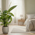 Spathiphyllum Bingo Cupido - Weiße Friedenslilie, Ø19cm, ↕80cm Bild 3