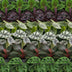 Baby Jungle Mix: 6 Tropische Zimmerpflanzen (Ø6cm) Bild 4