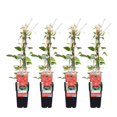 Clematis Rouge Cardinal XL - 65cm - Ø15cm Topf