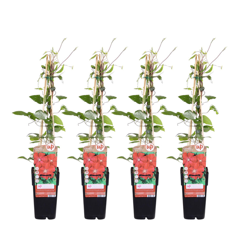 Clematis Rouge Cardinal XL - 65cm - Ø15cm Topf