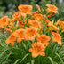 Green boutiQ - Stauden - Hemerocallis Mauna Loa - Taglilie - Bienen- und Schmetterlingsmagneten - Orange - 1 Pflanze - Topf 11cm - Höhe 15-25cm Bild 5