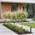 2x - Salix Flamingo - Ø17cm - ↕70-80cm Bild 6