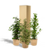 Zimmerpflanzen-Set: Ficus Benjamina Danielle, Twilight & Microcarpa Moclame Bild 7