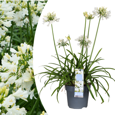 Agapanthus 'Everwhite' (23cm Topf) – Elegante weiße Schmucklilie