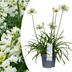 Agapanthus 'Everwhite' (23cm Topf) – Elegante weiße Schmucklilie Bild 1