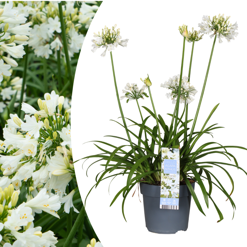 Agapanthus 'Everwhite' (23cm Topf) – Elegante weiße Schmucklilie