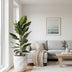 Ficus Benghalensis 'Joy' P21 - Elegant Indoor Plant, 90cm Tall Bild 2