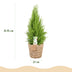 Cupressus Gold Crest Wilma: pflegeleichte Zimmerkonifere im Topf (21cm) Bild 3