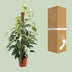 Epipremnum Pinnatum Albo Variegata, 125cm, Ø24cm Bild 4