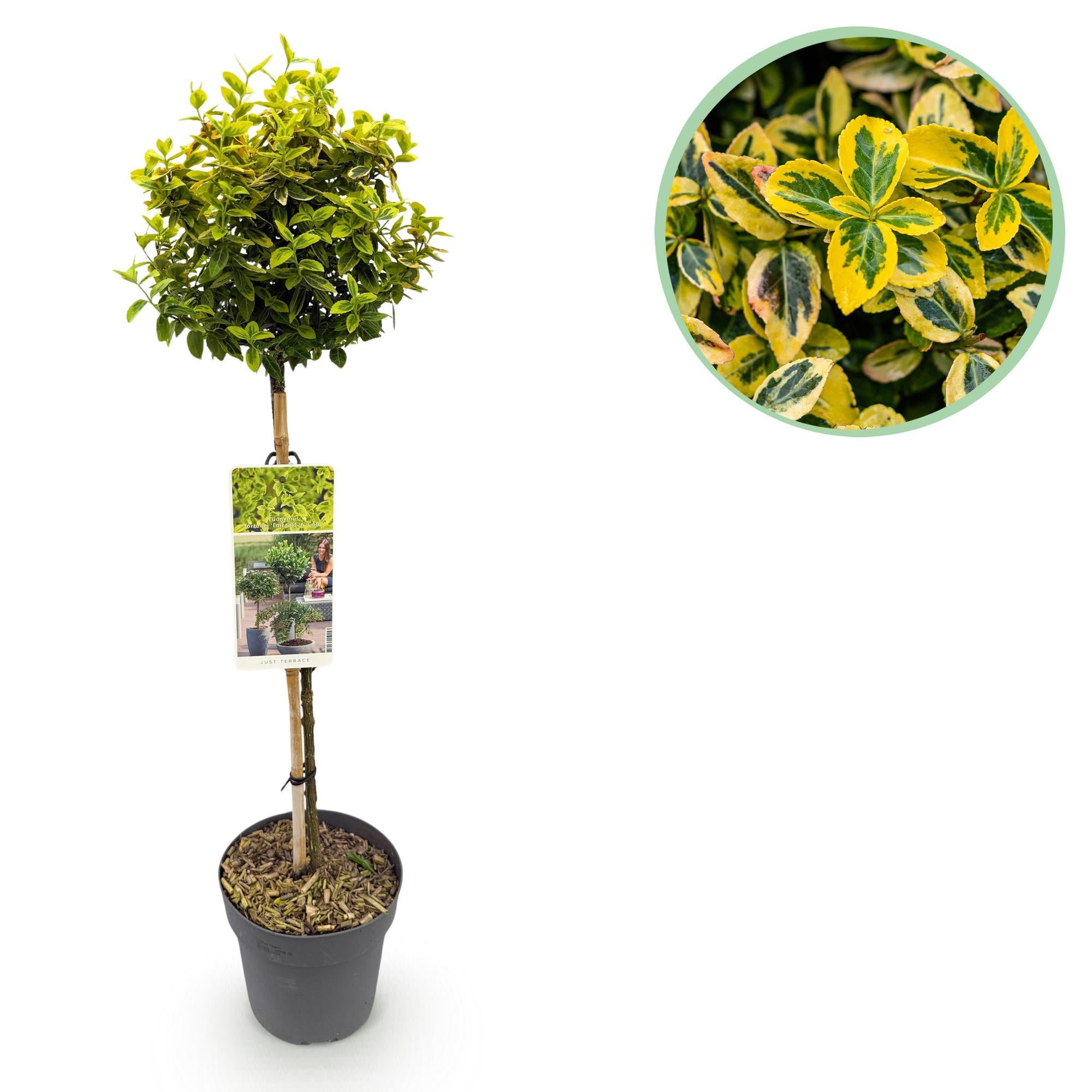 GreenboutiQ - Stamm Pflanze - Euonymus fortunei Emerald n Gold - Terrassen Pflanze - Immergrün - Winterhart - Grün-Gelbe Blätter - Topf 19cm Höhe 90cm