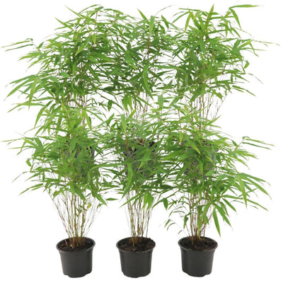 6x Fargesia Rufa Bambus Ø12 cm - ↕25 cm, winterhart & pflegeleicht