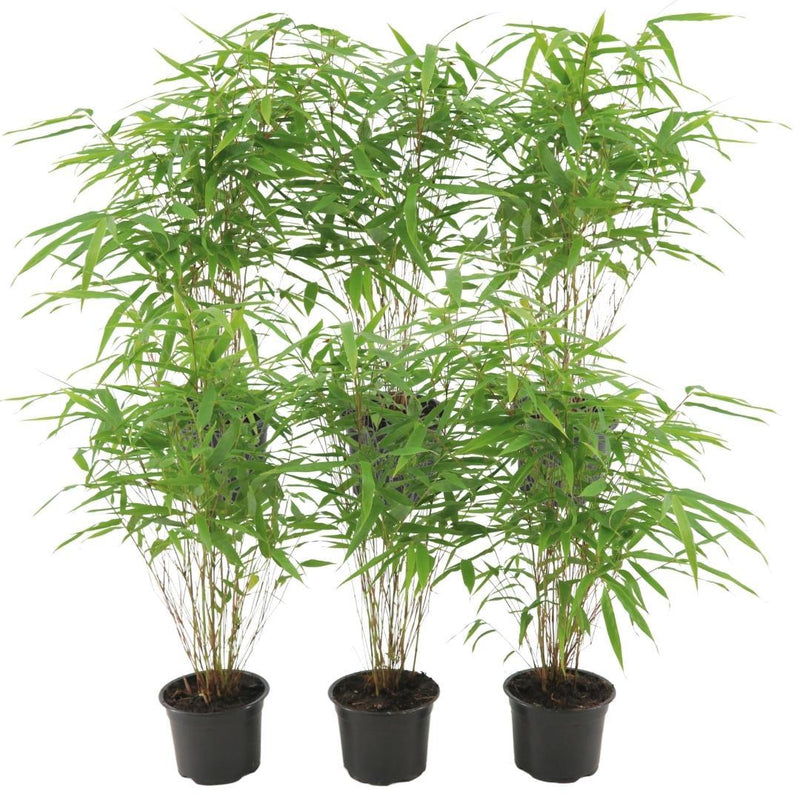 6x Fargesia Rufa Bambus Ø12 cm - ↕25 cm, winterhart & pflegeleicht