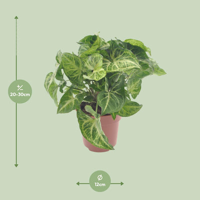 Syngonium Arrow im 12cm Topf - 25cm hoch, pflegeleicht