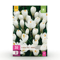 GreenboutiQ - Blumenzwiebeln - Crocus White - Bulbs Hardy Perennial - Farbe Gelb - 30 Stück - Zwiebelgröße 7/8 - XXL Pack