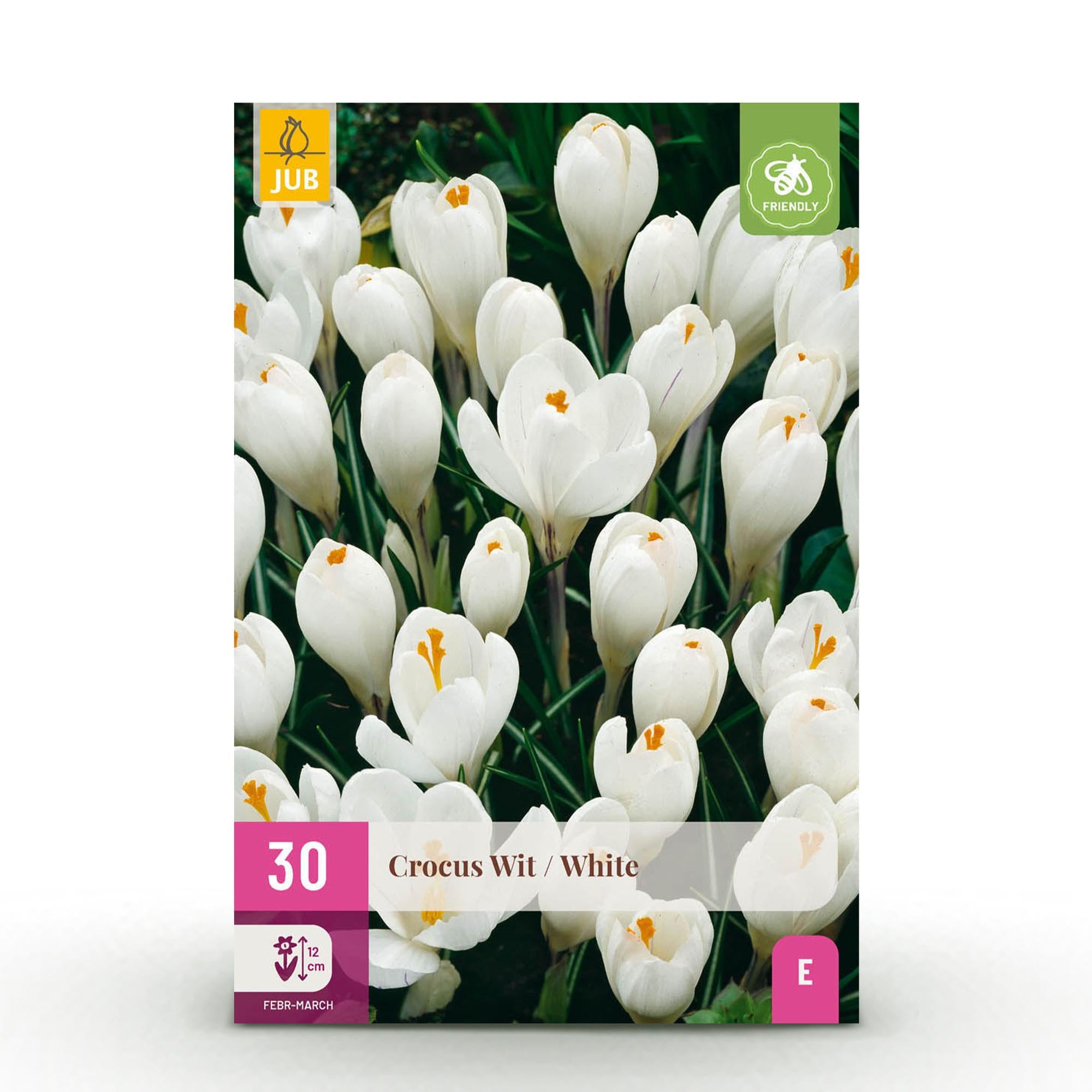 GreenboutiQ - Blumenzwiebeln - Crocus White - Bulbs Hardy Perennial - Farbe Gelb - 30 Stück - Zwiebelgröße 7/8 - XXL Pack