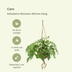 Kokodama Monstera Minima Hanging - 2 Plants Ø15cm, ↕25cm Bild 3
