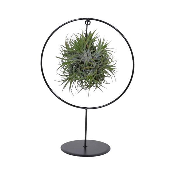 Tillandsia Ring Mix (Medium) - Ø17cm - H30cm