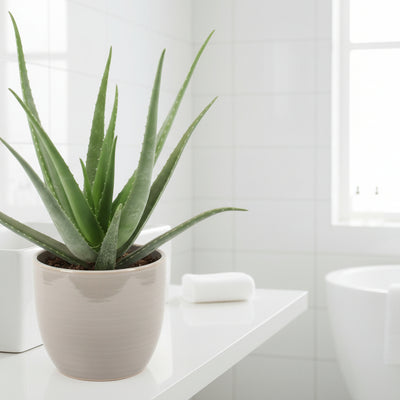 Aloe Vera Pflanze Ø19cm, 70cm hoch – pflegeleicht & dekorativ