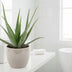 Aloe Vera Pflanze Ø19cm, 70cm hoch – pflegeleicht & dekorativ Bild 2