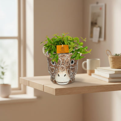 Peperomia Ang. Rocca Vivace - Ø11cm - ↕15cm + Planter Giraf D11/14x11cm - Braun