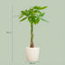 Pachira Aquatica Money Tree in a white organic pot - 80 cm Bild 2