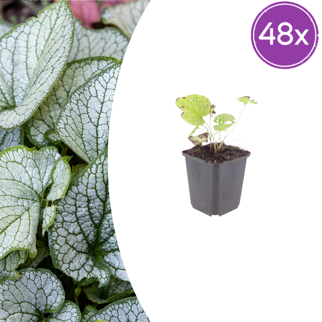 48x Brunnera macr. 'Jack Frost' - ↕10-25cm - Ø9cm