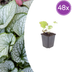 48x Brunnera 'Jack Frost' - 10-25cm - Ø9cm Bild 1